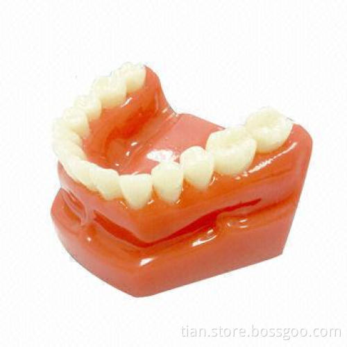 Acrylic Teeth Demo Model for Dental Promotional Gifts